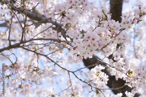 桜の木