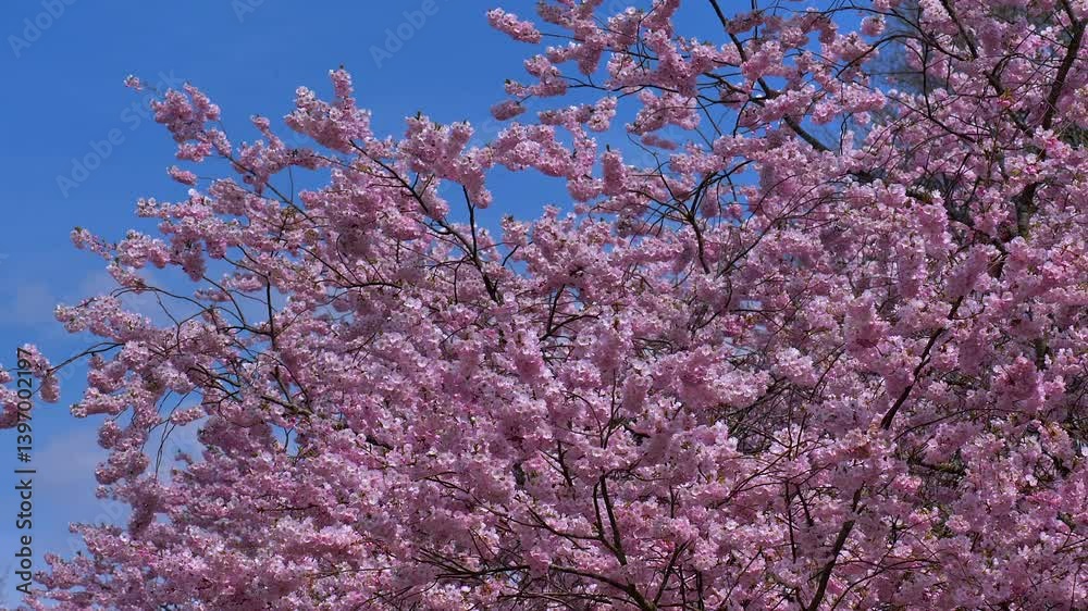 Kirschblüte im Frühling, Japanische Blütenkirsche, Grannenkirsche, Orientalische Kirsche, Grannenkirschbaum, Japanischer Blütenkirschbaum (Prunus serrulata) Kirschblüte im Frühling, Japanische Blütenkirsche, Grannenkirsche, Orientalische Kirsche, Grannenkirschbaum, Japanischer Blütenkirschbaum (Prunus serrulata)