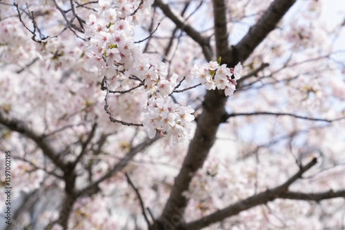 桜の木