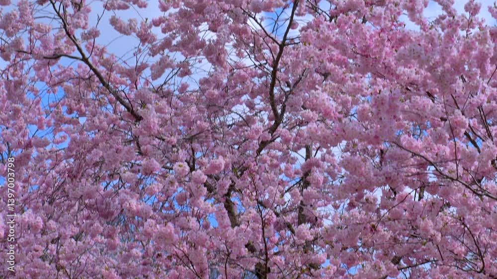 Kirschblüte im Frühling,  Japanische Blütenkirsche, Grannenkirsche, Orientalische Kirsche, Grannenkirschbaum, Japanischer Blütenkirschbaum (Prunus serrulata)