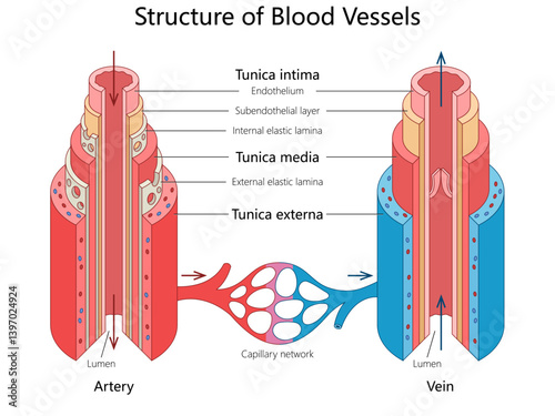 Anatomical diagram structural differences between arteries, veins, tunica layers and blood flow direction through vessels diagram hand drawn schematic vector. Medical science educational illustration