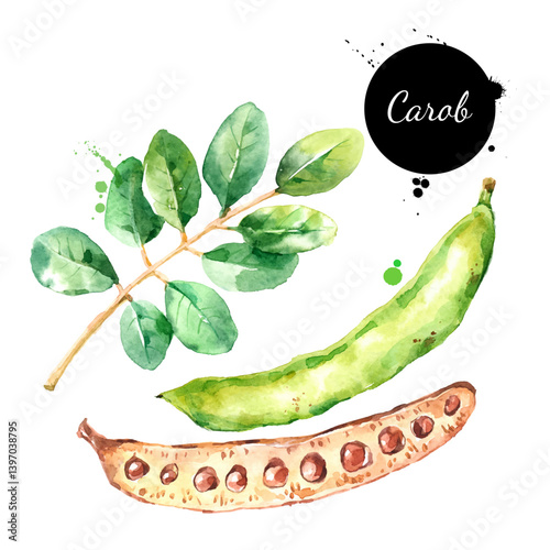 Watercolor carob vector illustration. Hand drawn painted isolated superfood on white background