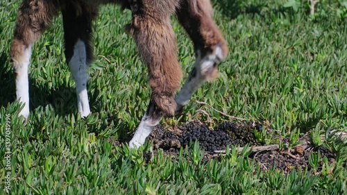 Real time footage of llama defecation process at pasture