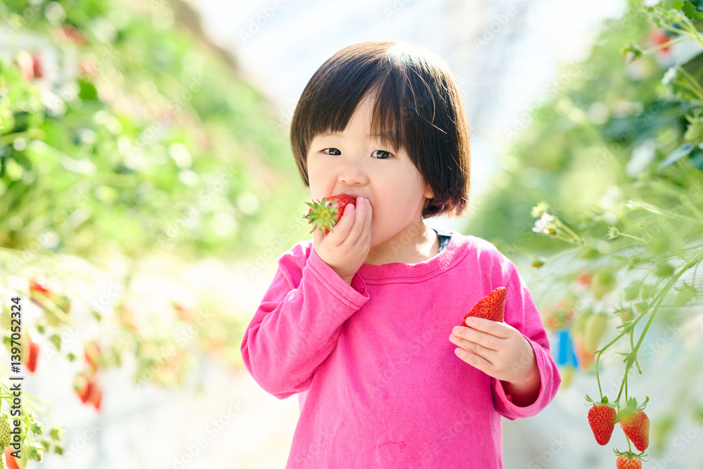 農園でいちご狩りを楽しむ女の子