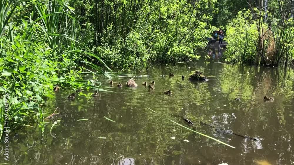 Ducks swimming in lush pond environment with dense greenery surrounding Ducks swimming in lush pond environment with dense greenery surrounding