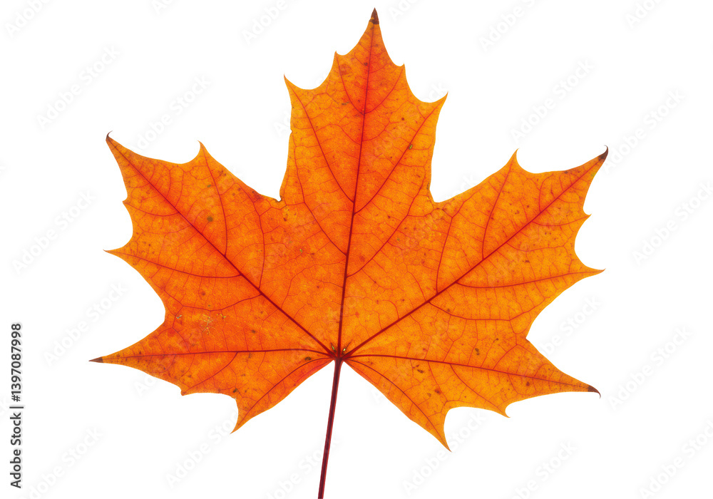 Isolated Vibrant Orange Maple Leaf with Detailed Texture Isolated Vibrant Orange Maple Leaf with Detailed Texture