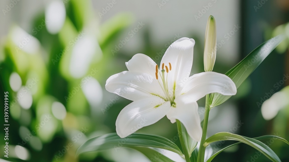 White Lily in Sunlight. Close-up of a pristine white lily flower, bathed in natural light, with soft-focus greenery in the background. A single, perfect bloom, with detailed stamens and petals White Lily in Sunlight. Close-up of a pristine white lily flower, bathed in natural light, with soft-focus greenery in the background. A single, perfect bloom, with detailed stamens and petals