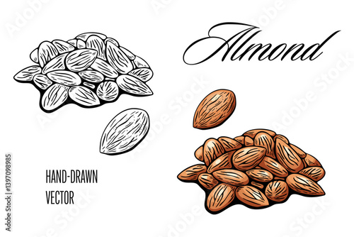 Vector almond illustration with color and outline hand drawn style