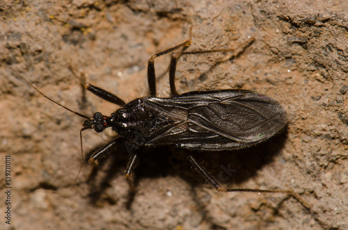 Masked hunter Reduvius personatus. The Nublo Rural Park. Tejeda. Gran Canaria. Canary Islands. Spain.