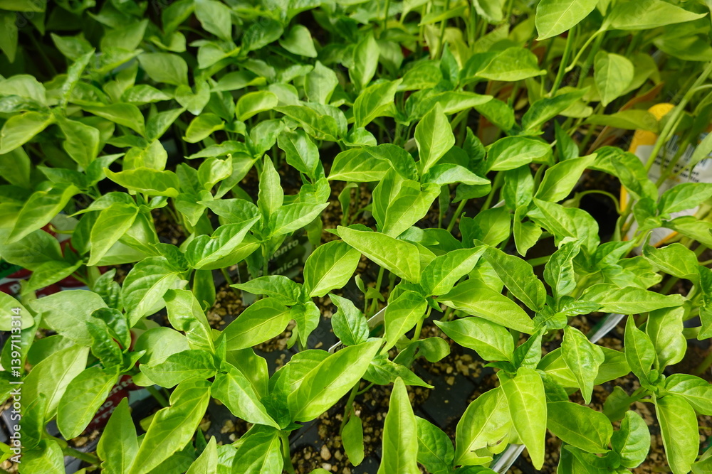 bell pepper seedbed. many seedlings grown in seedbed ready for planting. bell pepper seedbed. many seedlings grown in seedbed ready for planting.