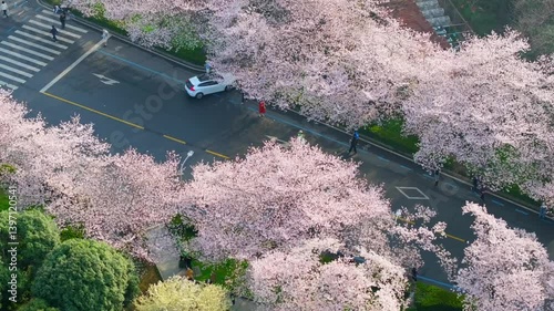Cherry blossoms in full bloom at Wuhan University in spring