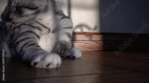 4k Video of Cute Cat Relaxing on Wooden Floor in Sunlit Room With Soft Shadows