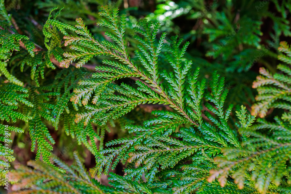 Beautiful japanese cypress leaf in the forest. Beautiful japanese cypress leaf in the forest.