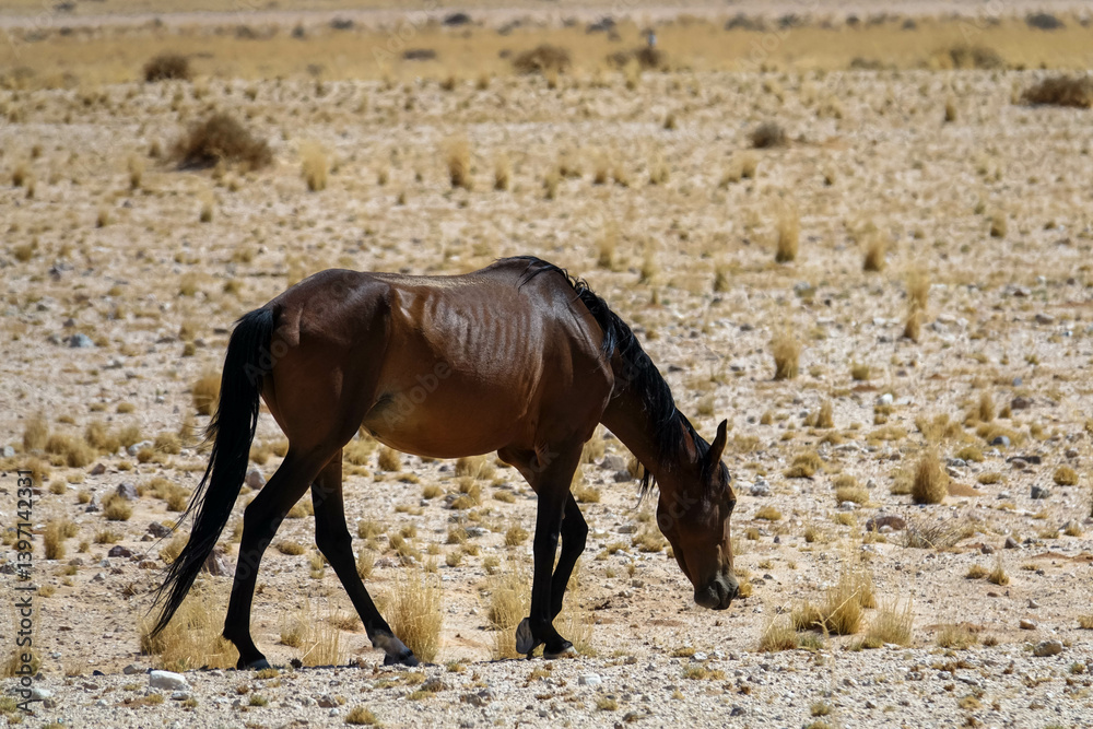Fototapeta premium Namib Desert Horses in the Kalahari Desert. These feral wild horses live on the grassless, hot plains of Naukluft National Park. Aus, Garib, Namibia