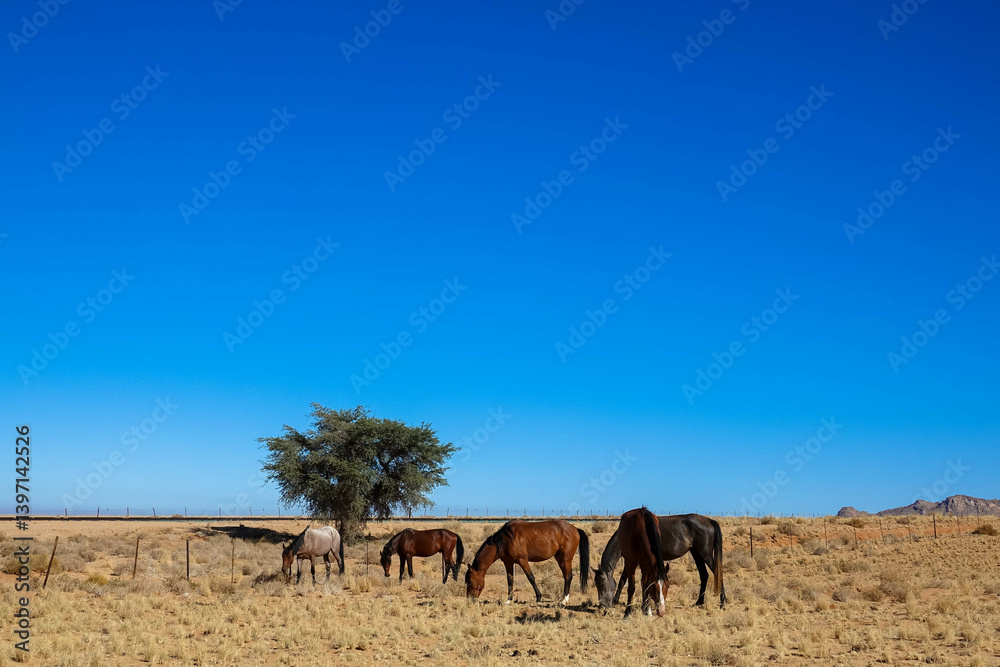 These highly adaptable and feral  desert horses have managed to survive in the heat of the Namib Desert for over 100 years. Garub, Aus, Naukluft National Park, Namibia