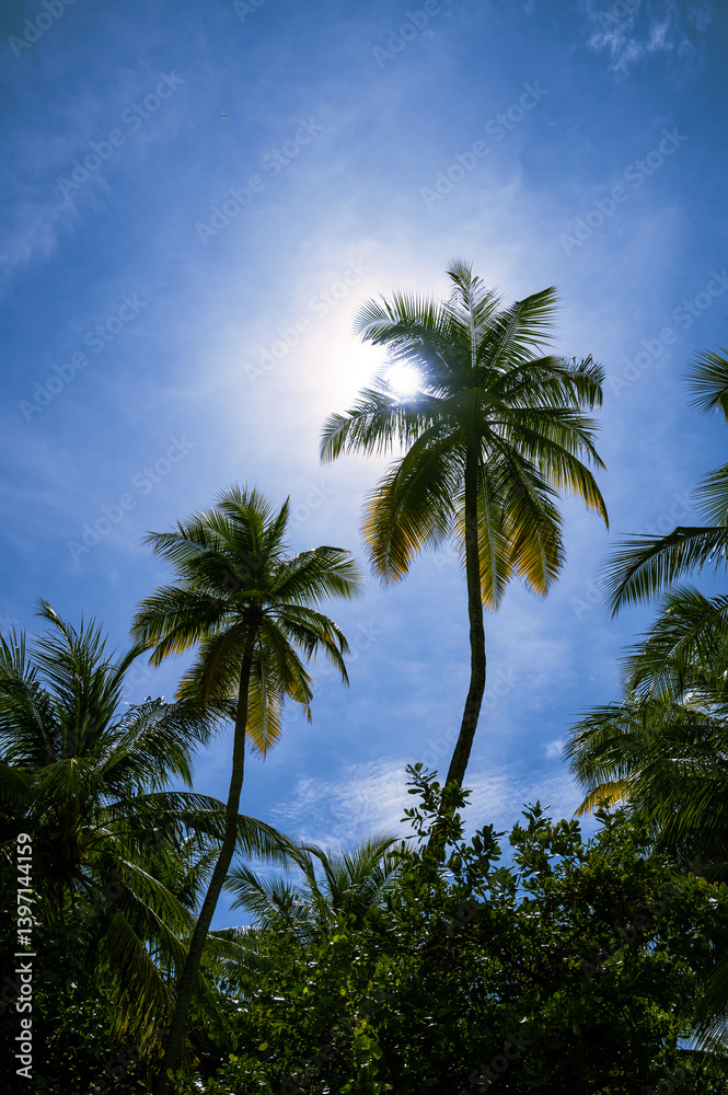 Tall tropical palm trees reaching to the bright sun in deep blue sky. Sunny day in lush exotic paradise with vivid foliage, MAldives island Tall tropical palm trees reaching to the bright sun in deep blue sky. Sunny day in lush exotic paradise with vivid foliage, MAldives island