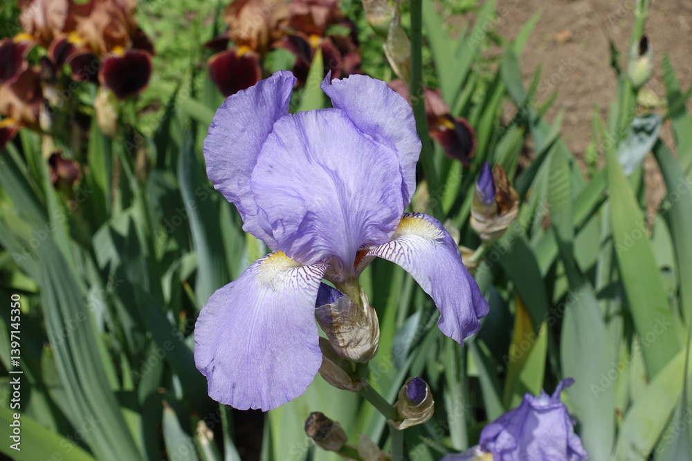 1 violet flower of Iris germanica in mid May