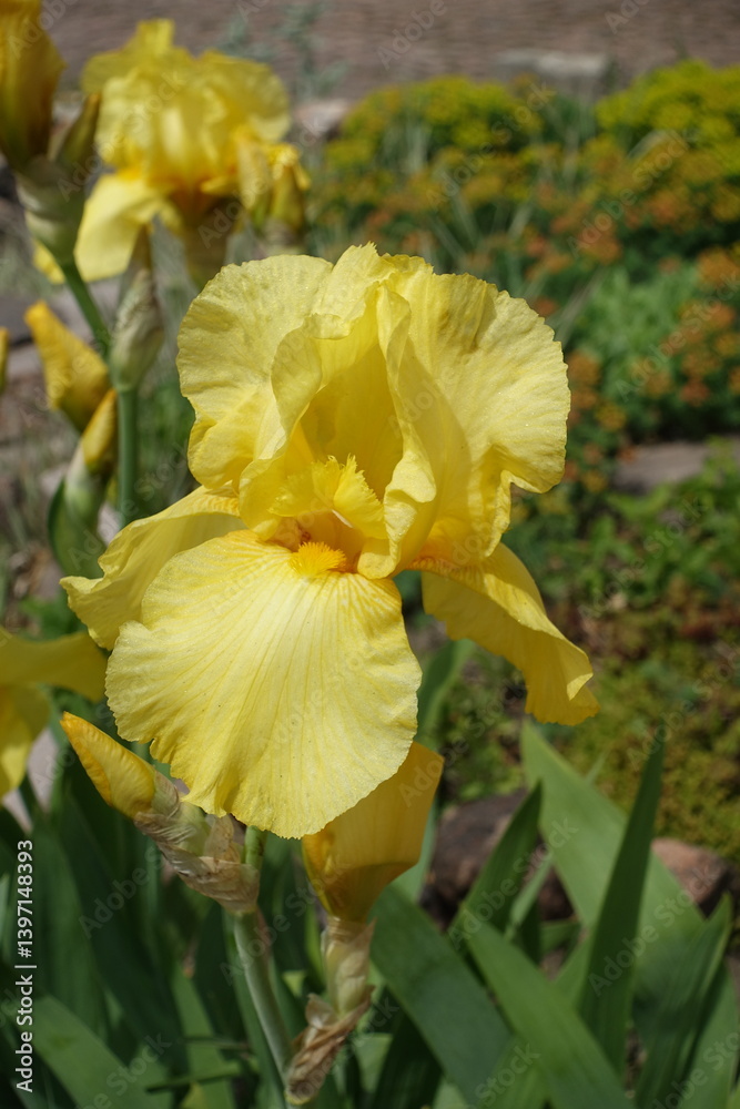Closeup of yellow flower of Iris germanica in mid May