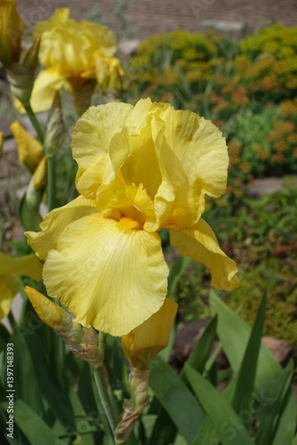 Obraz na płótnie Closeup of yellow flower of Iris germanica in mid May w salonie