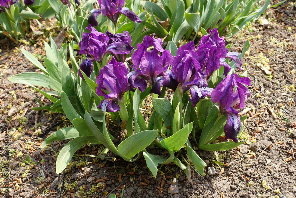 Purple flowers and green leaves of dwarf irises in April