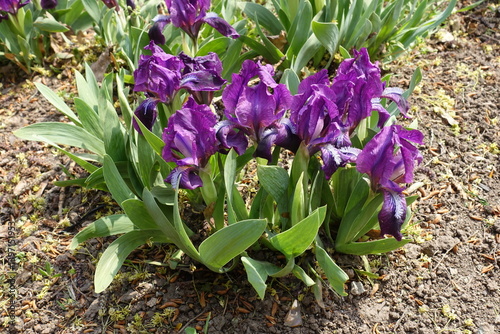Obraz na płótnie Purple flowers and green leaves of dwarf irises in April w salonie