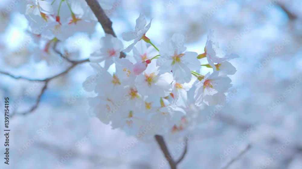 Beautiful spring scenery video of Korea where branches of white cherry blossom trees in full bloom under the blue sky are scattered in the spring breeze Beautiful spring scenery video of Korea where branches of white cherry blossom trees in full bloom under the blue sky are scattered in the spring breeze