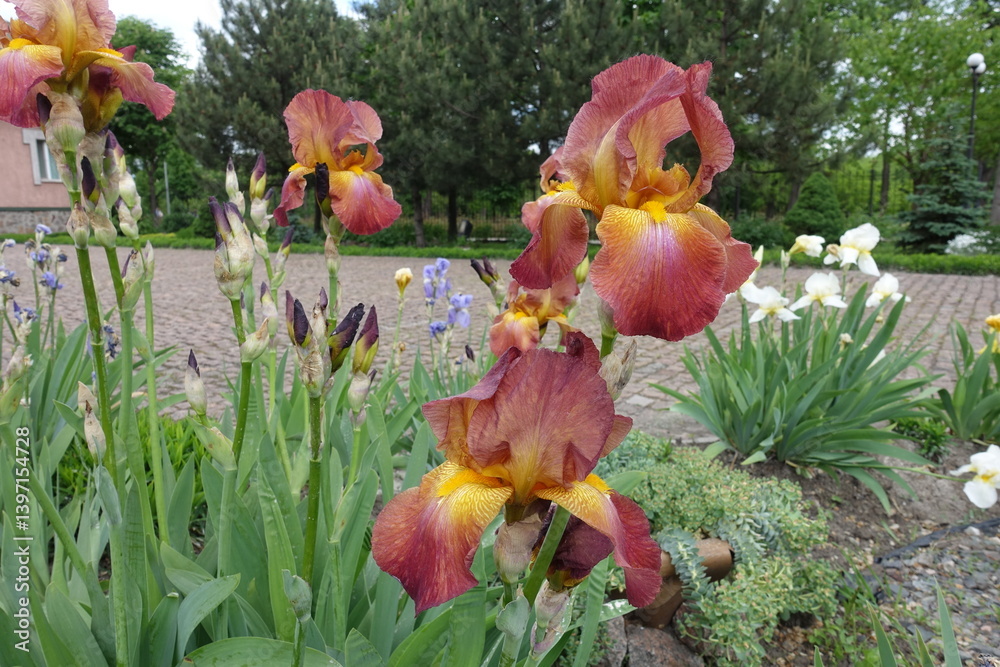 Some red and yellow flowers of Iris germanica in May