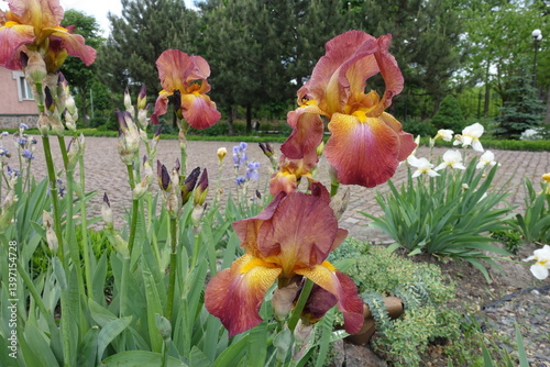 Obraz na płótnie Some red and yellow flowers of Iris germanica in May w salonie