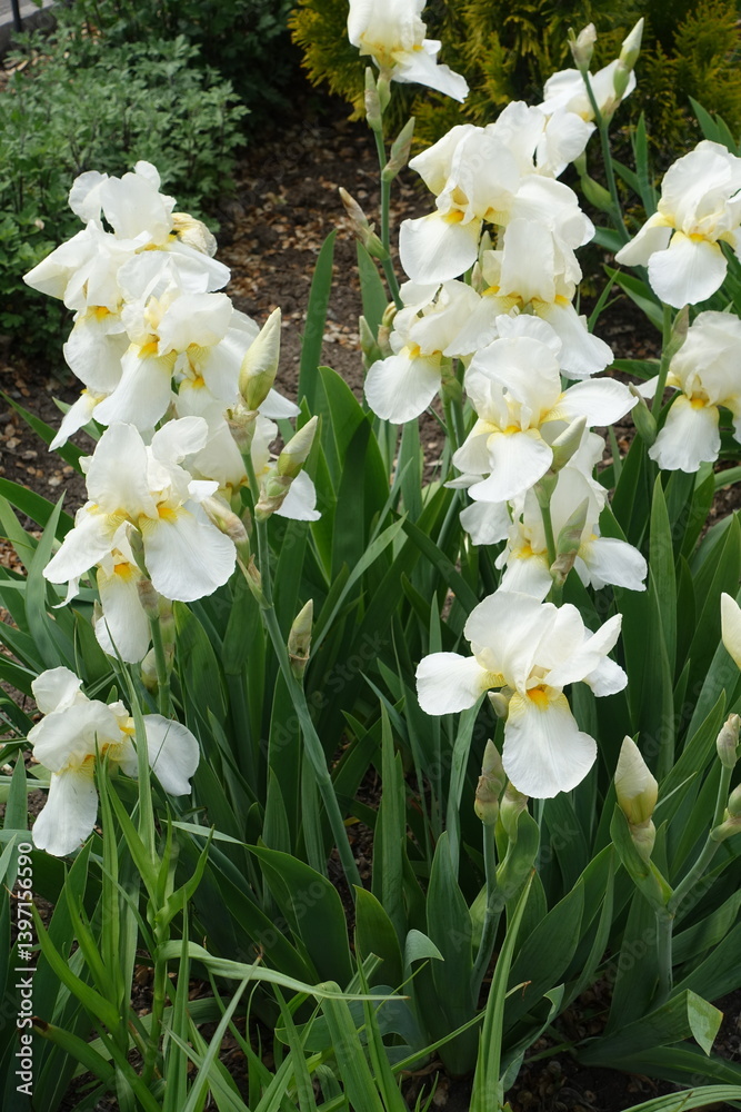 Loads of white flowers of bearded irises in mid May
