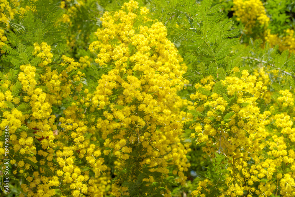 鮮やかに咲くミモザの黄色い花房