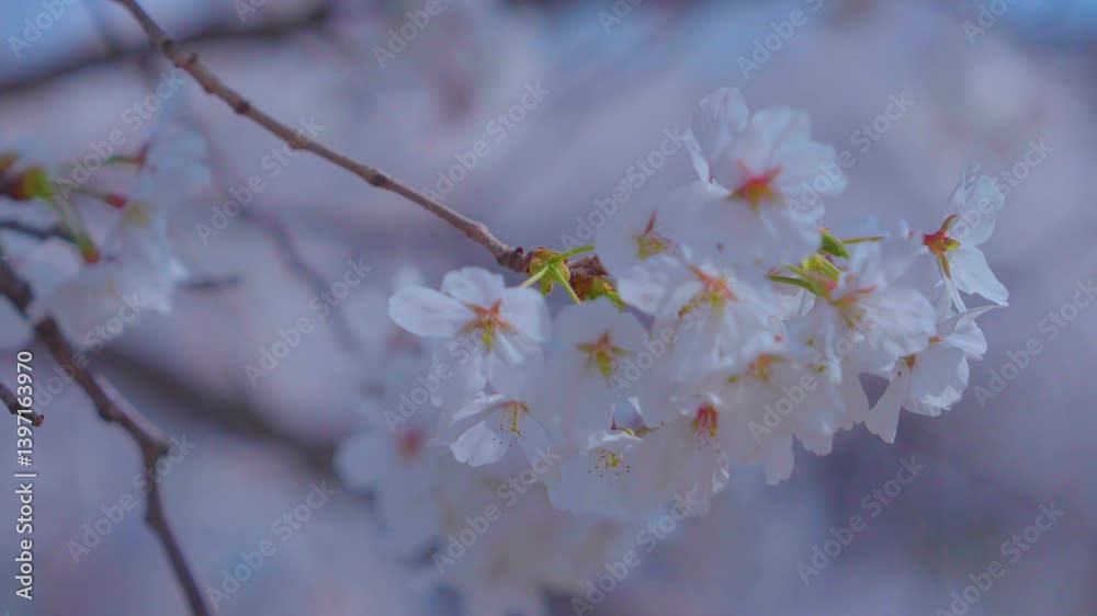 Beautiful spring scenery video of Korea where branches of white cherry blossom trees in full bloom under the blue sky are scattered in the spring breeze Beautiful spring scenery video of Korea where branches of white cherry blossom trees in full bloom under the blue sky are scattered in the spring breeze