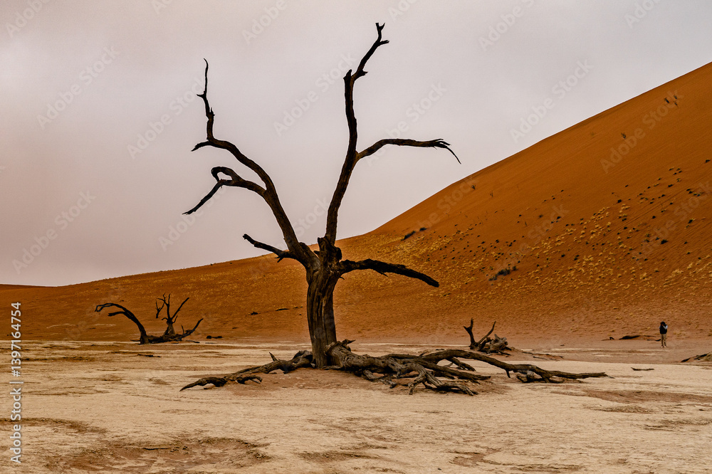 Dead Camelthorn Trees against red dunes and blue sky in Deadvlei, Sossusvlei. Namib-Naukluft National Park, Namibia, Africa Dead Camelthorn Trees against red dunes and blue sky in Deadvlei, Sossusvlei. Namib-Naukluft National Park, Namibia, Africa