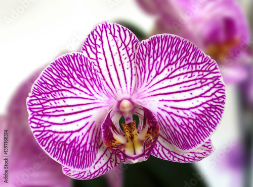 a pink bud of a single orchid houseplant Bucharest