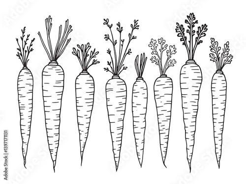 Carrot single clear vision black line art on white background