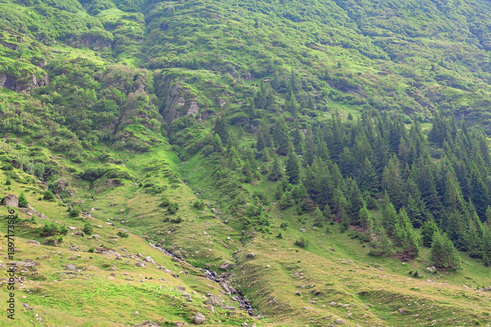 Lush green valley with a small stream winds through rolling hills, surrounded by dense pine forest. Towering rocky cliffs in the background add a dramatic touch