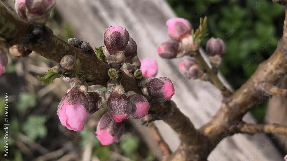 pink flowers on branches. tree blooms in spring with pink color. peach and nectarine blossoms. dwarf fruit tree. pink flowers on branches. tree blooms in spring with pink color. peach and nectarine blossoms. dwarf fruit tree.
