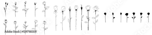 A hand drawn set of roses featuring black line silhouettes of rose flowers and inflorescence isolated on a white background, forming an icon collection of modern doodle illustrations