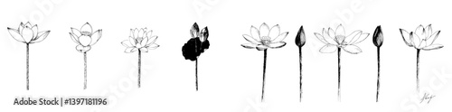 The modern lotus flower is a floral botanical flower that serves as an isolated illustration element, with its full name being simply lotus, and can be used as a modern wildflower for backgrounds,