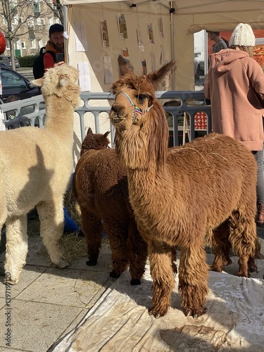 camels in the desert