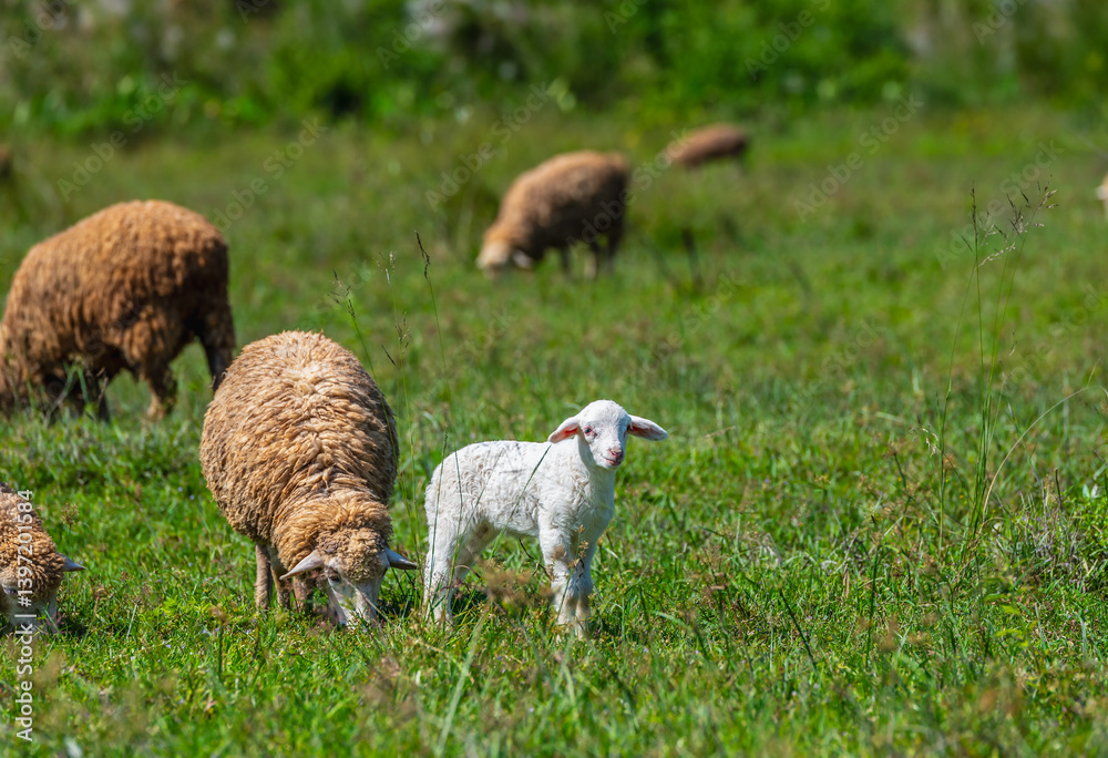 Adorable little lamb and sheeps in a farm.