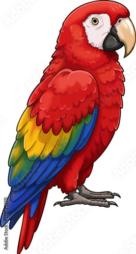 Scarlet Macaw