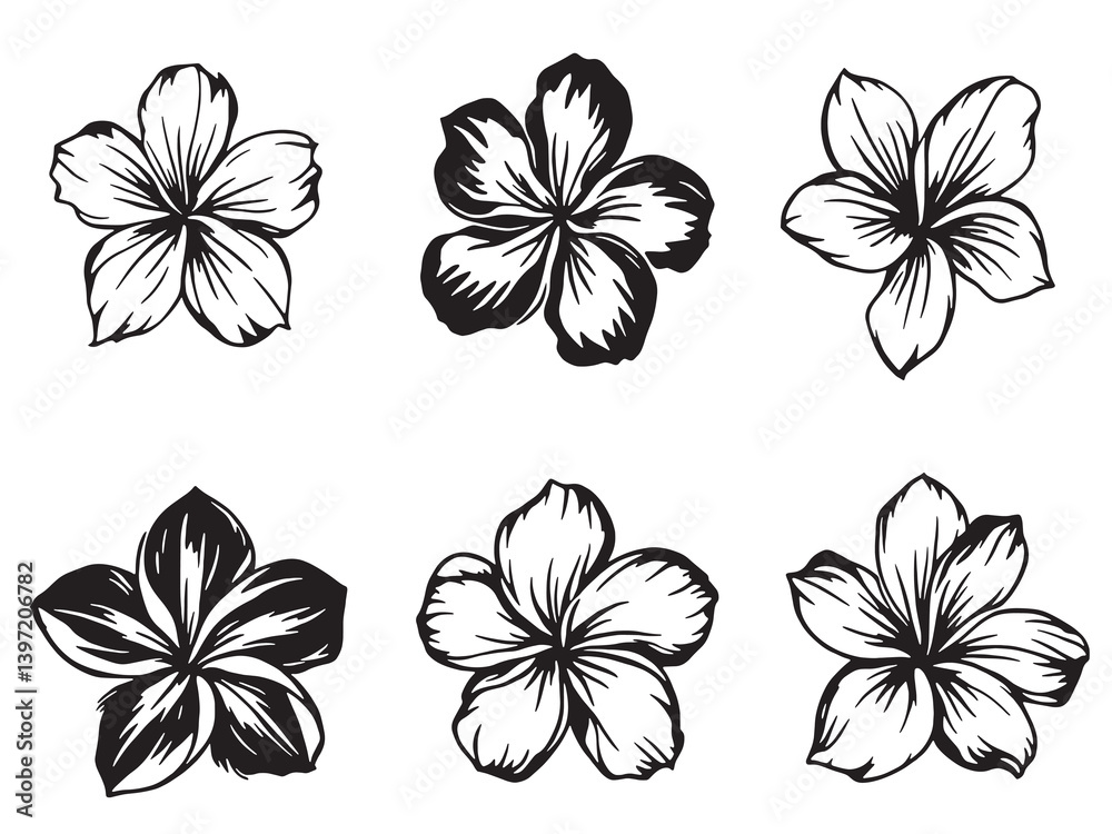 Obraz premium Frangipani Black Line Art Single Clear Vision on White Background