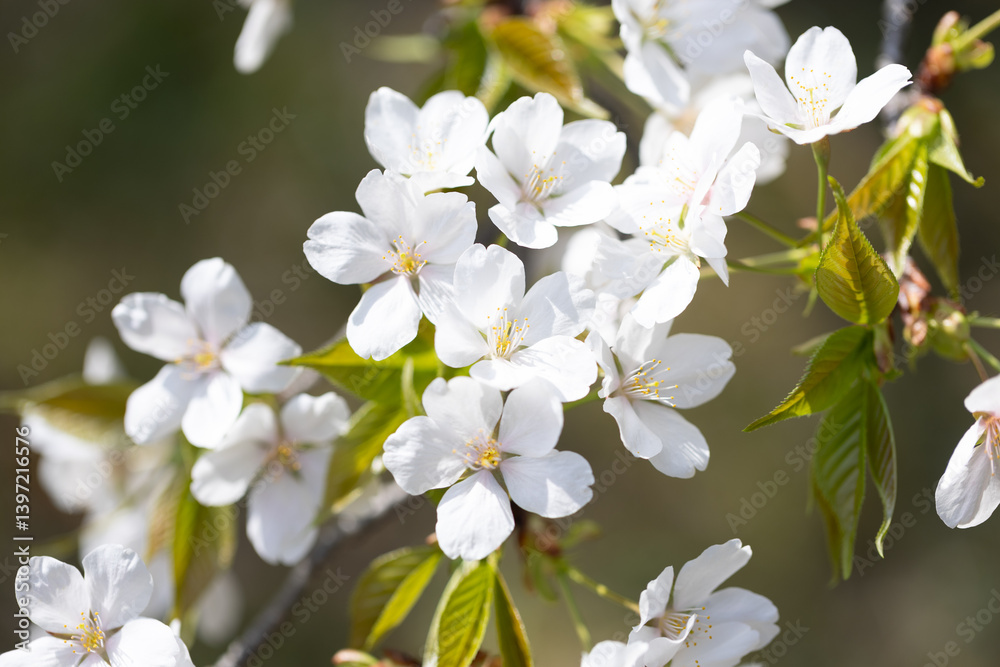 山桜 山桜
