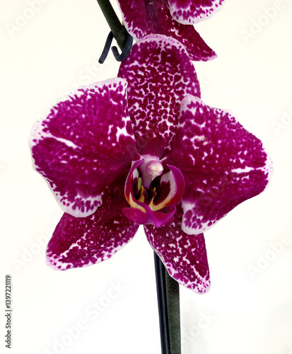 a purple-white bud of a single orchid houseplant