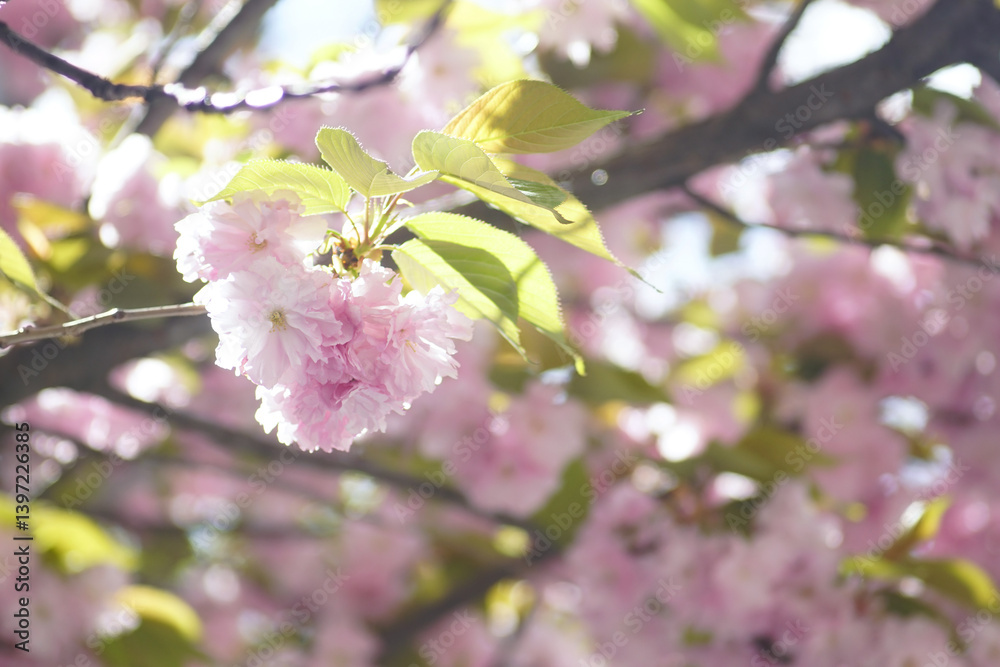 Obraz premium The beauty of the spring season in detail: a sunlit pink sakura flower on a branch. Crown of a Japanese cherry tree with blossoming buds close-up. Prunus serrulata (Kanzan variety) during flowering