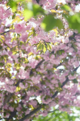 Wallpaper Mural Luxurious blossoming of the Japanese cherry tree: branches of Prunus serrulata covered with delicate pink flowers under the rays of the spring sun. Flowering of ornamental fruit trees: sakura. Torontodigital.ca