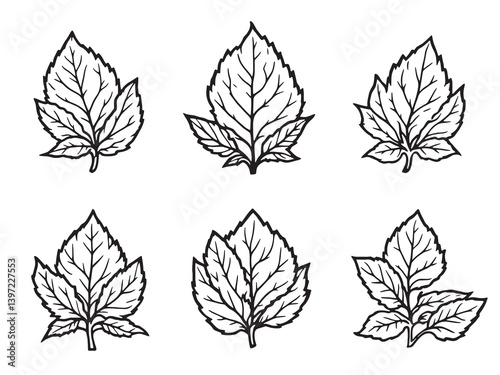 Lemon Balm black line art design on white background