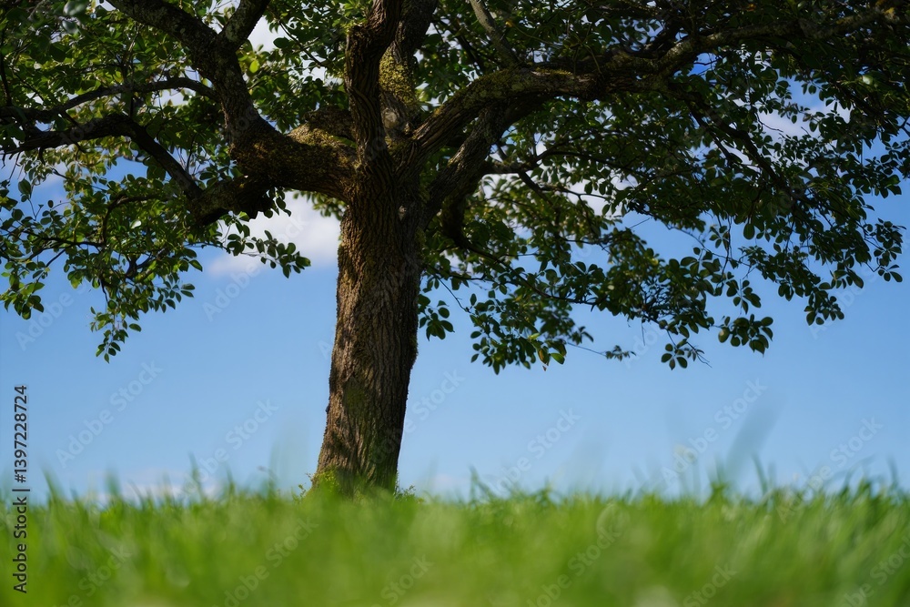 Majestic Tree in a Lush Green Meadow Under a Clear Blue Sky: A Breathtaking Nature Scene Majestic Tree in a Lush Green Meadow Under a Clear Blue Sky: A Breathtaking Nature Scene