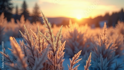 Snow covered plants glowing in winter sunset light in silent snowy field