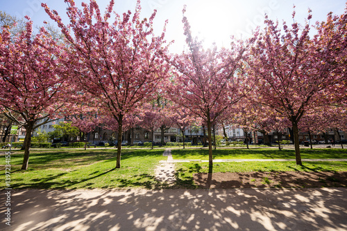 Obraz na płótnie Kirschblüte Kaiserstraße Mainz, April 2025 w salonie